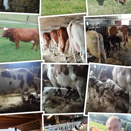 Apartment Holzegger *