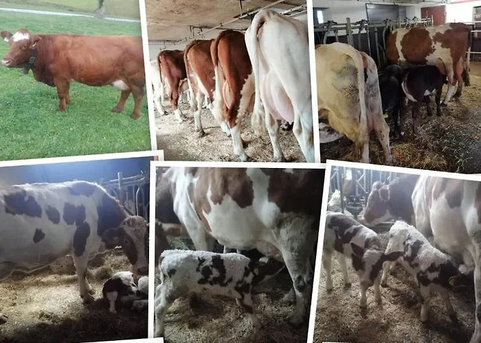 Lejlighed Holzegger *